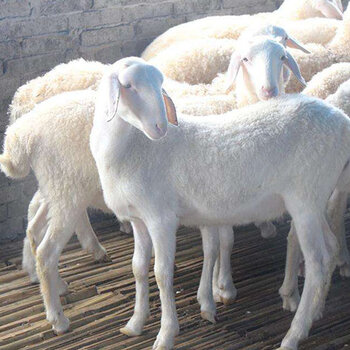 供應甘肅高腿純種小尾寒羊懷孕基礎母羊價格